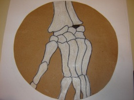 Líkami mannsins - 7. bekkur