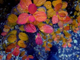 Fréttabréf nóvember 2015