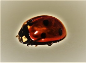 Mynd: Sigurður Arnarson