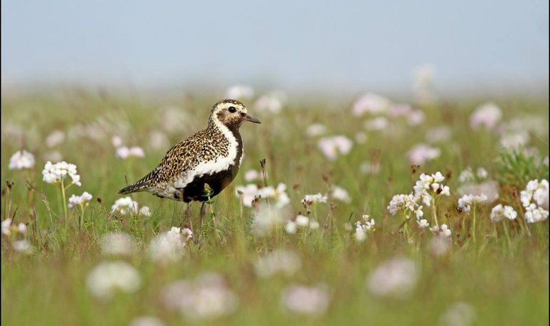 Þemadagar og frí í næstu viku