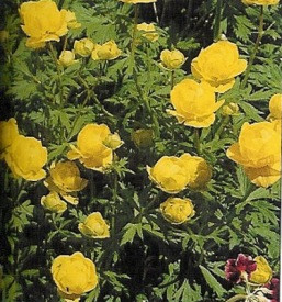 Fréttabréf septembermánaðar