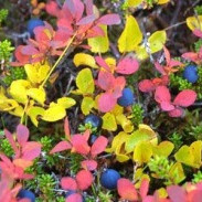 Dagur íslenskrar náttúru 2015