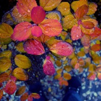 Fréttabréf nóvember 2015