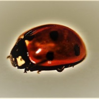 Mynd: Sigurður Arnarson