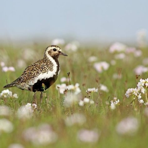 Þemadagar og frí í næstu viku