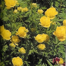 Fréttabréf septembermánaðar